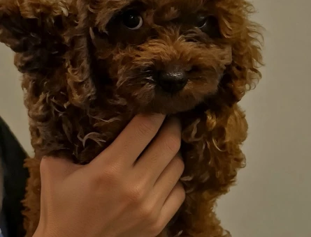 Toy Poodle Erkek Yavru - 7547