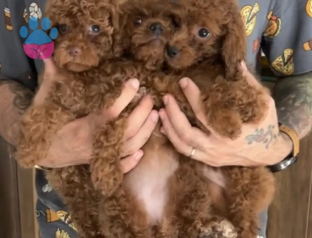 Toy Poodle Erkek Yavru - 7547 - Görsel 3