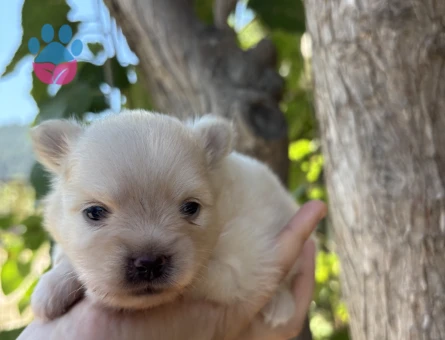 TÜM TÜRKİYEYE POMERANIAN BOO YAVRU - 7550 - Görsel 3