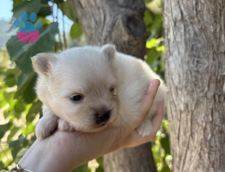 TÜM TÜRKİYEYE POMERANIAN BOO YAVRU - 7550 - Görsel 4