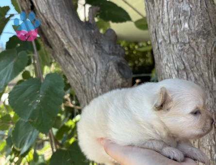 TÜM TÜRKİYEYE POMERANIAN BOO YAVRU - 7550 - Görsel 5