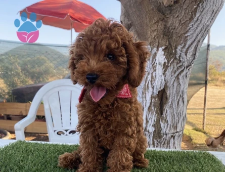 Aşılı Karneli Poodle - 7555