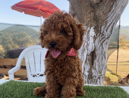 Aşılı Karneli Poodle - 7555