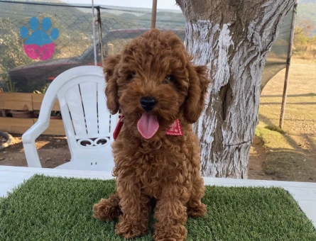 Aşılı Karneli Poodle - 7555 - Görsel 3