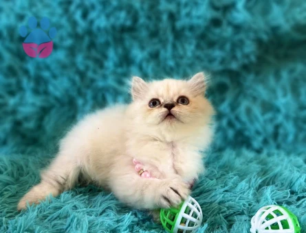 British Longhair Blue Point Kızımız - 7556