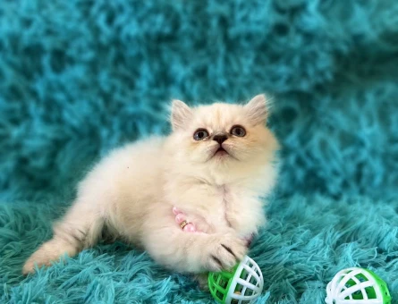 British Longhair Blue Point Kızımız - 7556