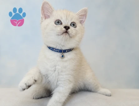 Erkek British Shorthair Maviş Oğlumuz - 7557