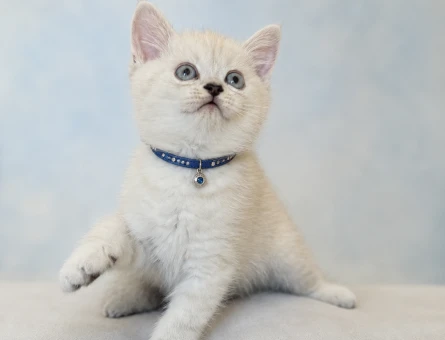 Erkek British Shorthair Maviş Oğlumuz - 7557
