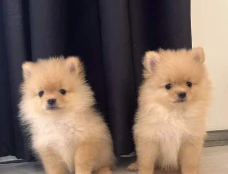 2 aylık pomeranian - 7560