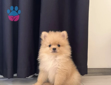 2 aylık pomeranian - 7560 - Görsel 3