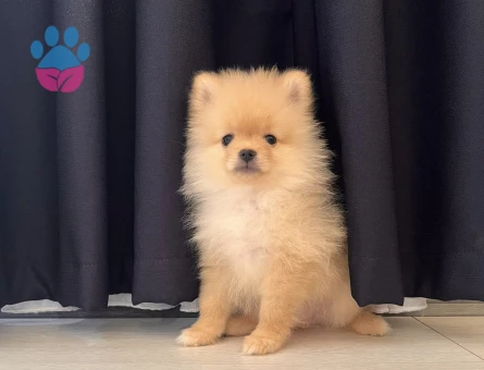2 aylık pomeranian - 7560 - Görsel 4