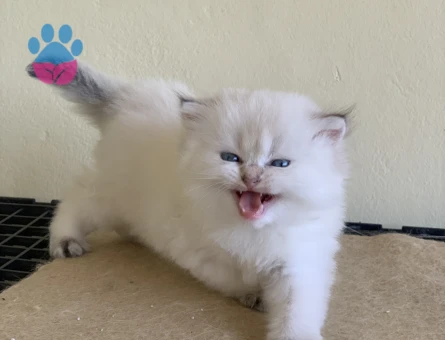 Safkan British Longhair