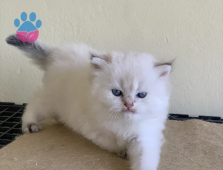 Safkan British Longhair