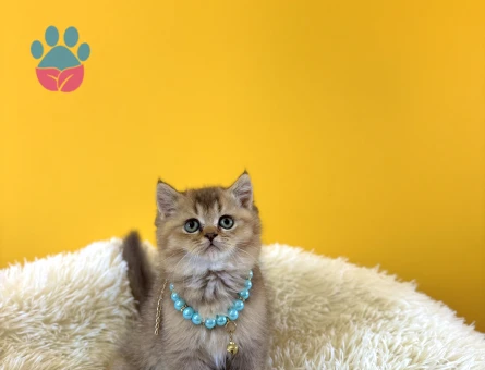British Shorthair Golden Pofuduk Erkek Yavrumuz - 9661 - Görsel 3