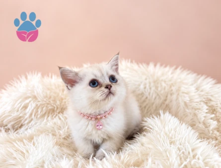 Güzelliğimiz British Shorthair Beyaz Kızımız - 9662