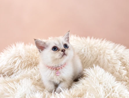 Güzelliğimiz British Shorthair Beyaz Kızımız - 9662