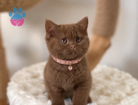 Hayran Bıraktıran Güzellik British Shorthair Çikolata - 9664 - Görsel 2