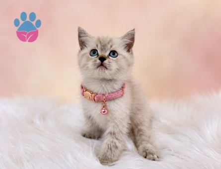 British Shorthair 2 Aylık Prenses - 9665