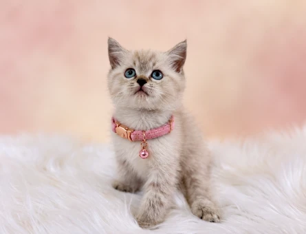 British Shorthair 2 Aylık Prenses - 9665