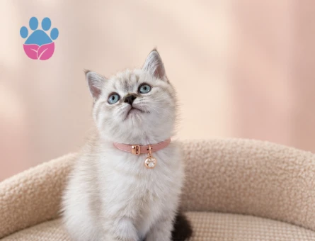 British Shorthair Lynx Point - 9666