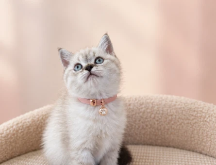 British Shorthair Lynx Point - 9666