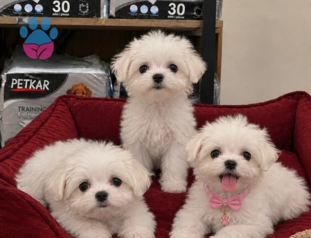 Tatlilar tatlisi Maltese Terier bebekler - 9668 - Görsel 2