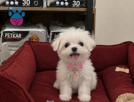 Tatlilar tatlisi Maltese Terier bebekler - 9668 - Görsel 3