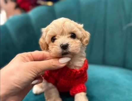 Tüy Dökmeyen Ufak Irk Maltipoo Yavrular - 9669