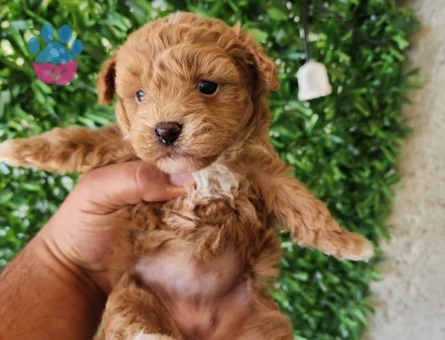 Tüy Dökmeyen Ufak Irk Maltipoo Yavrular - 9669 - Görsel 3