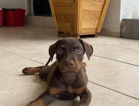 SAFKAN DOBERMAN KİNG YAVRULAR KIZIL VE SİYAH - 9670