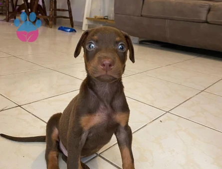 SAFKAN DOBERMAN KİNG YAVRULAR KIZIL VE SİYAH - 9670 - Görsel 4