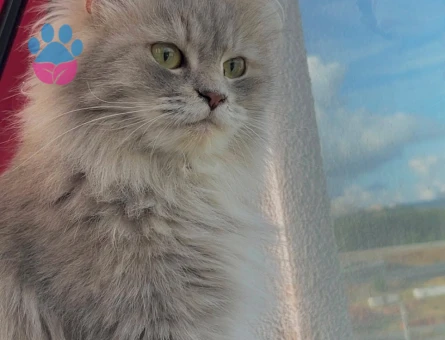 Ücretsiz kedi sahiplenmek - 9671 - Görsel 2