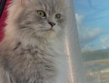 Ücretsiz kedi sahiplenmek - 9671