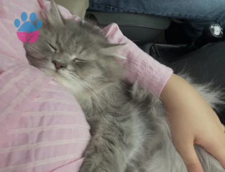 Ücretsiz kedi sahiplenmek - 9671 - Görsel 3
