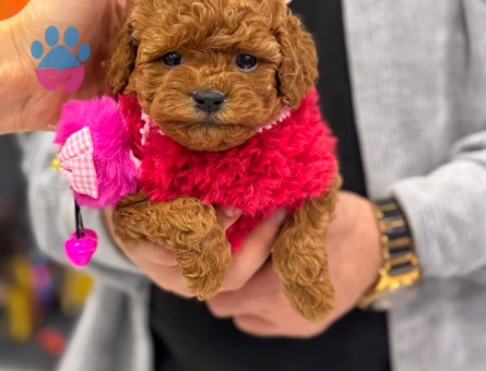 Sağlık garantili Kore Poodle yavruları - 9672