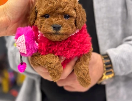 Sağlık garantili Kore Poodle yavruları - 9672