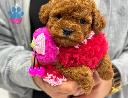 Sağlık garantili Kore Poodle yavruları - 9672 - Görsel 4