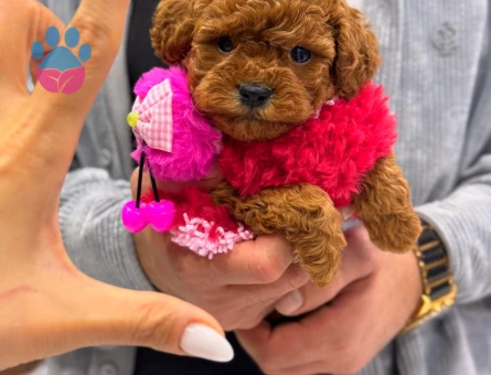 Sağlık garantili Kore Poodle yavruları - 9672 - Görsel 3