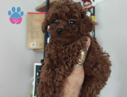 Tüy Dökmeyen Poodle bebekler - 9674