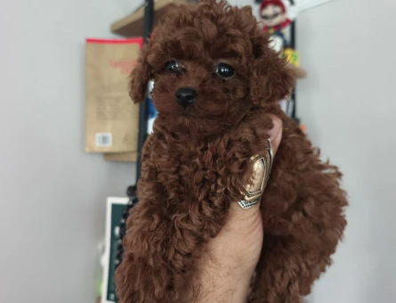 Tüy Dökmeyen Poodle bebekler - 9674