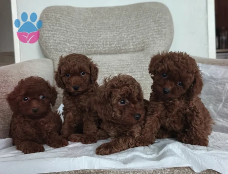 Tüy Dökmeyen Poodle bebekler - 9674 - Görsel 4