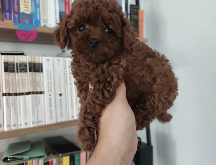 Tüy Dökmeyen Poodle bebekler - 9674 - Görsel 5