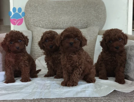 Tüy Dökmeyen Poodle bebekler - 9674 - Görsel 3