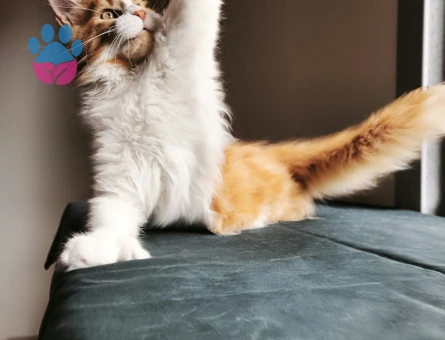 Maine Coon Dev polidaktil erkek tüm aşı ve belgeleri ile - 9676 - Görsel 2