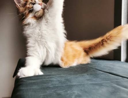 Maine Coon Dev polidaktil erkek tüm aşı ve belgeleri ile - 9676