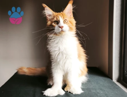 Maine Coon Dev polidaktil erkek tüm aşı ve belgeleri ile - 9676 - Görsel 3