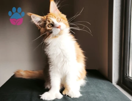 Maine Coon Dev polidaktil erkek tüm aşı ve belgeleri ile - 9676 - Görsel 4