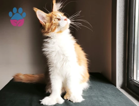 Maine Coon Dev polidaktil erkek tüm aşı ve belgeleri ile - 9676 - Görsel 5