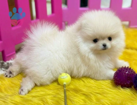 POMERANİAN BOO TEA CUP BABY FACE - 9688 - Görsel 2