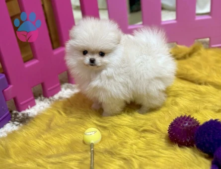 POMERANİAN BOO TEA CUP BABY FACE - 9688 - Görsel 3